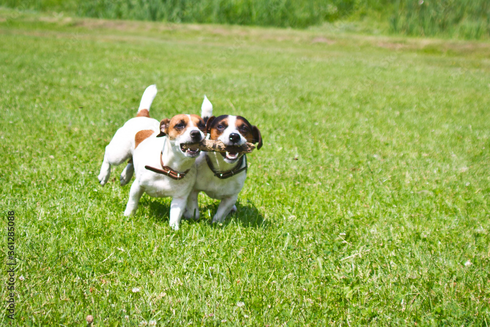 2 dogs run with a stick in their mouths and cheer.