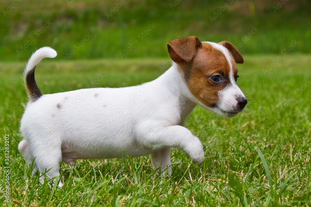 Little puppys are walking and playing on the street in the grass.