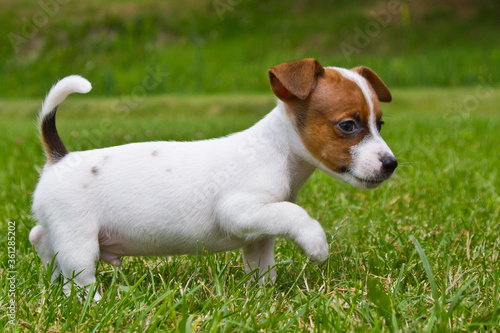 Little puppys are walking and playing on the street in the grass.