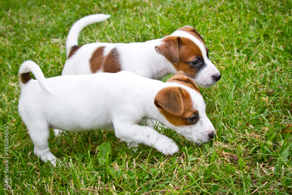Little puppys are walking and playing on the street in the grass. Little puppys are walking and playing on the street in the grass.