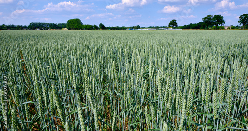 Wheat field ready for harvest under a blue summer sky. Netherlands. Selective Focus