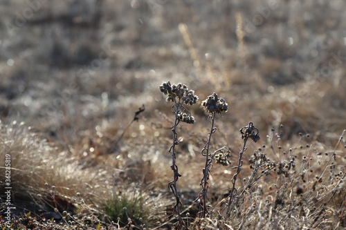A frozen dry last year's flowers of Helichrysum arenarium (dwarf everlast, immortelle) in the field in a cold spring morning © prambuwesas
