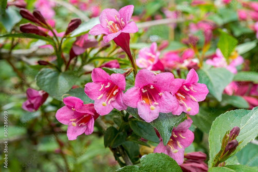 Old Fashioned Weigela (Weigela florida) in park Old Fashioned Weigela (Weigela florida) in park