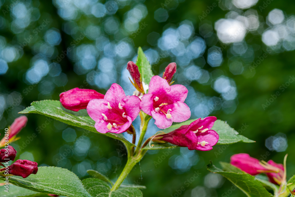 Obraz premium Old Fashioned Weigela (Weigela florida) in park
