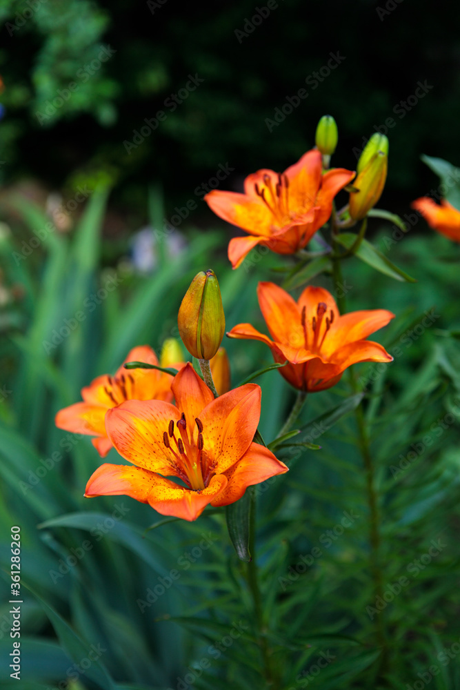 flowerbed with blooming orange lilies. summer garden flowerbed with blooming orange lilies. summer garden