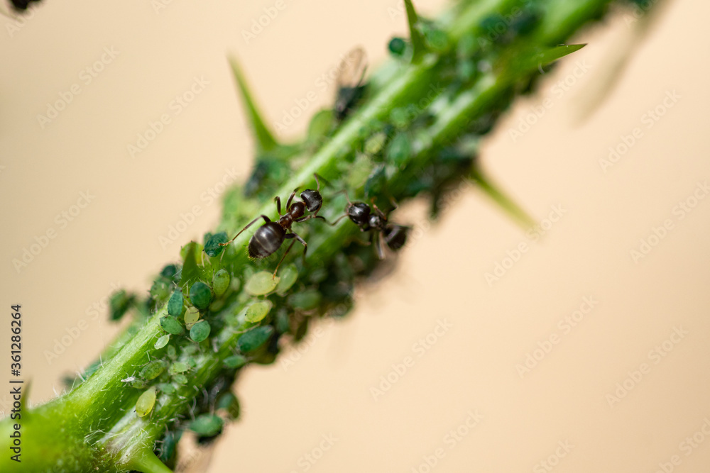 Plague: Macro of ants milking aphids on a blackberry bush