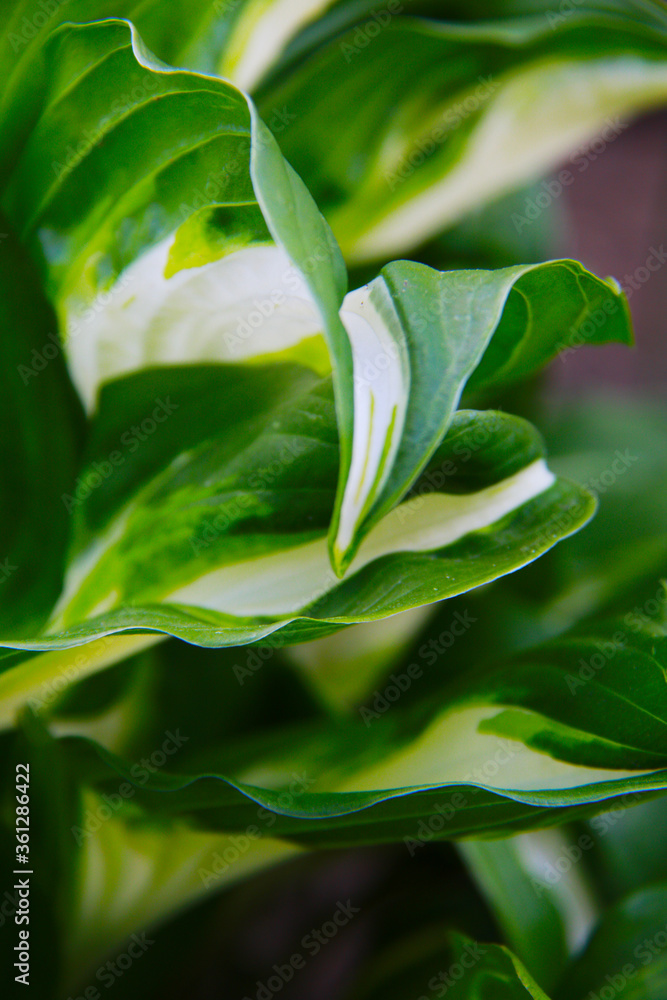 Obraz premium green white hosta leafs close up