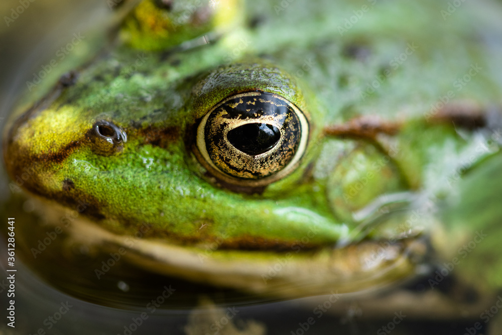 Fototapeta premium Green frog in the pond