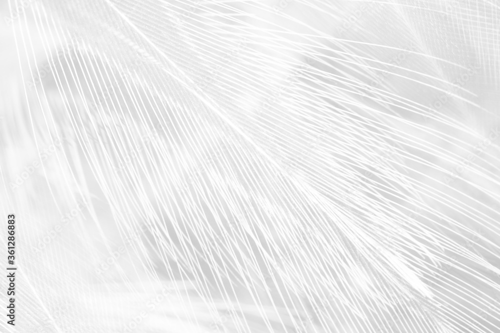 Beautiful white feather wooly pattern texture background Beautiful white feather wooly pattern texture background