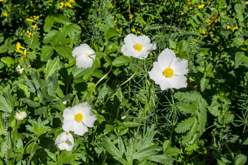 Snowdrop Anemone  Anemone sylvestris  in park