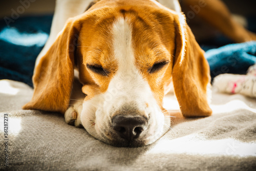 A beagle sleeping on his pillow on sofa. Shallow depth of field.