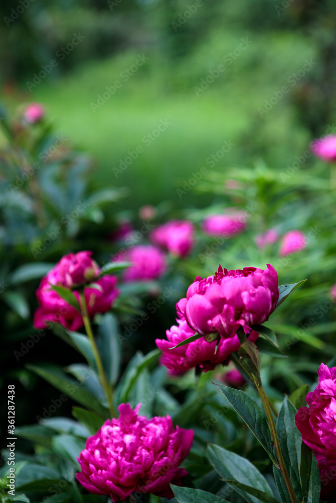flowerbed with blooming red peonies. summer garden flowerbed with blooming red peonies. summer garden