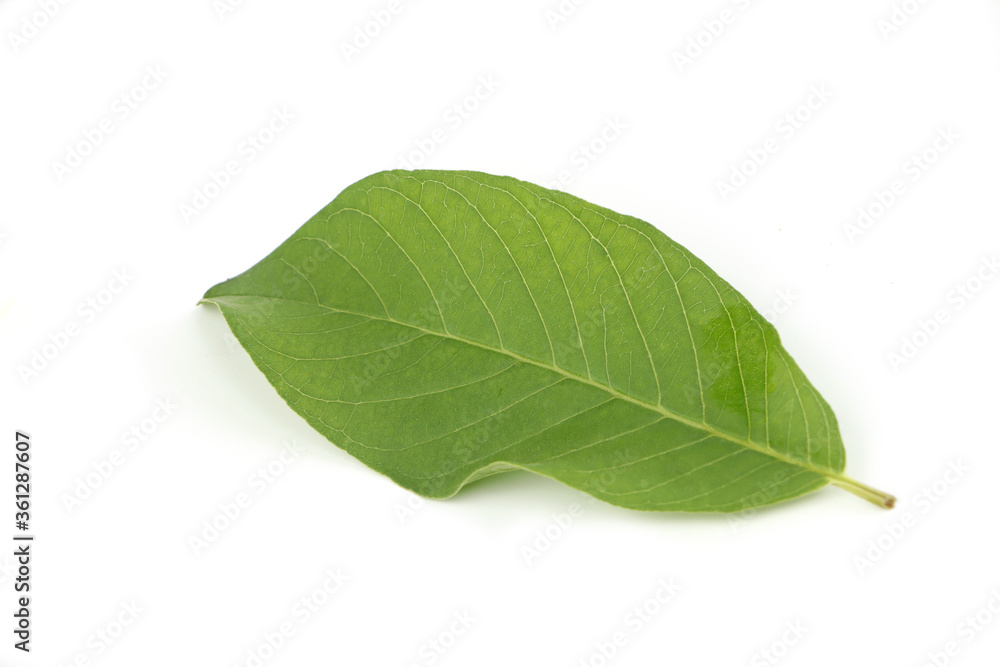 Green Guava Leaves isolated on a white background.Psidium guajava. Green Guava Leaves isolated on a white background.Psidium guajava.