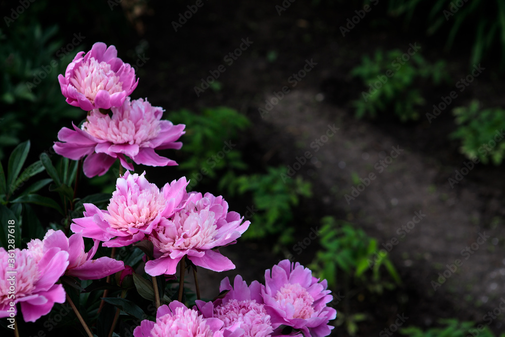 Fototapeta premium flowerbed with blooming red peonies. summer garden