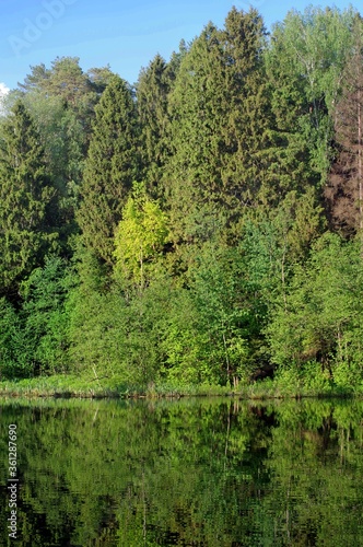 Mirror reflection of different trees in a pond