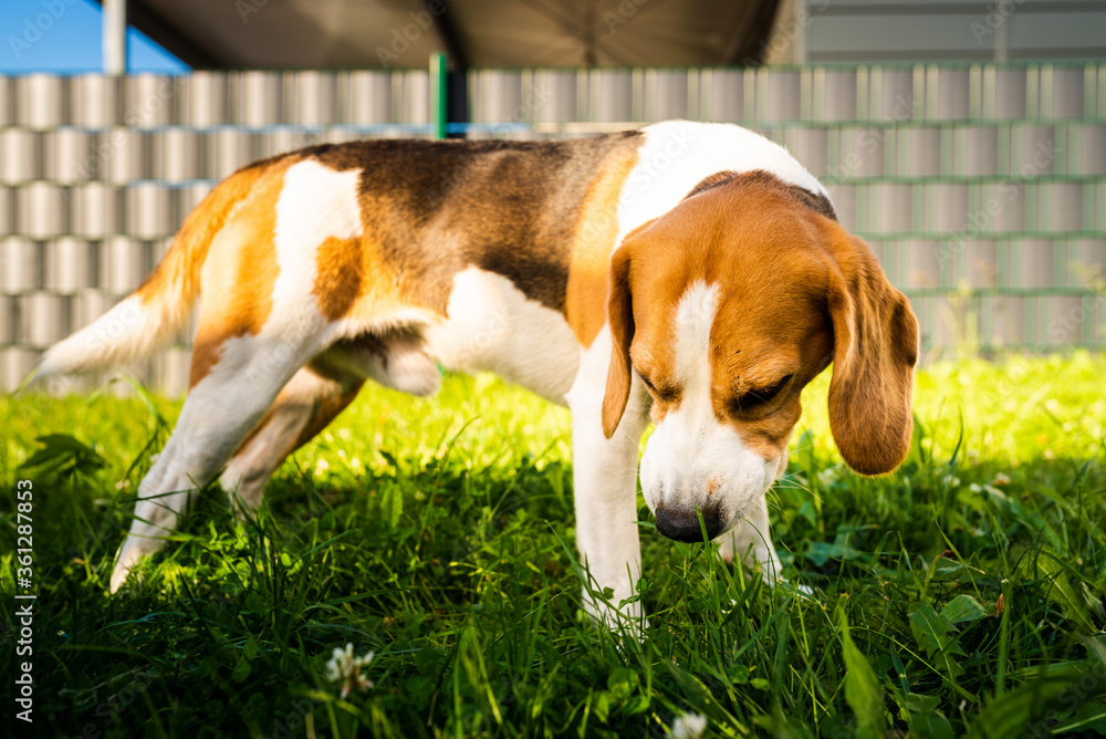 Tricolor beagle dog eats grass, sunny summer day.