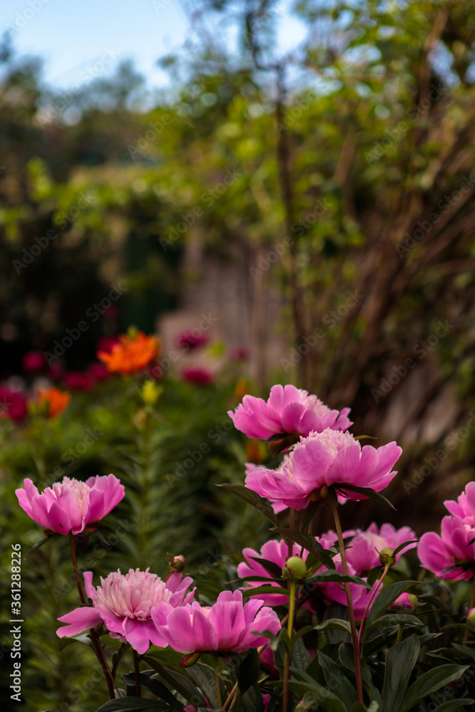 flowerbed with blooming red peonies. summer garden flowerbed with blooming red peonies. summer garden
