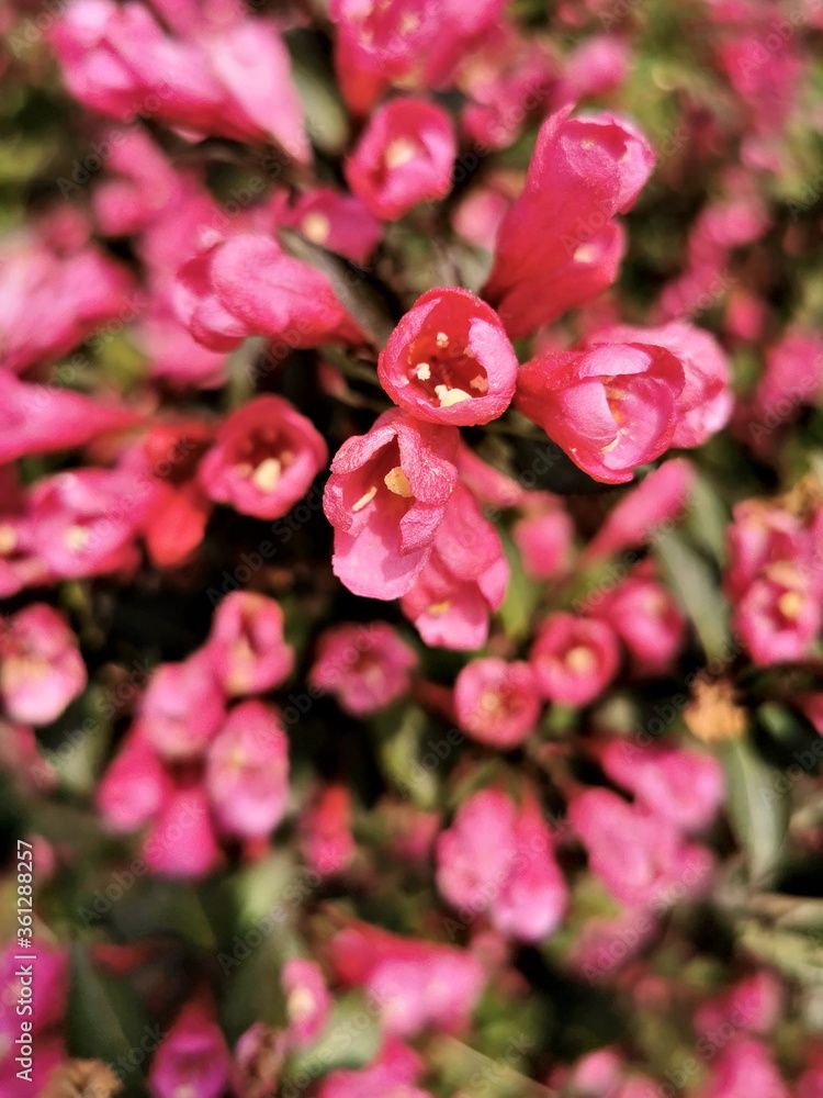 Obraz premium Close up of red flowers in the garden.