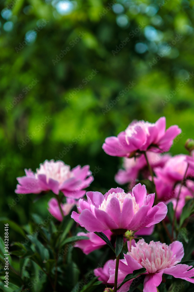 flowerbed with blooming red peonies. summer garden flowerbed with blooming red peonies. summer garden