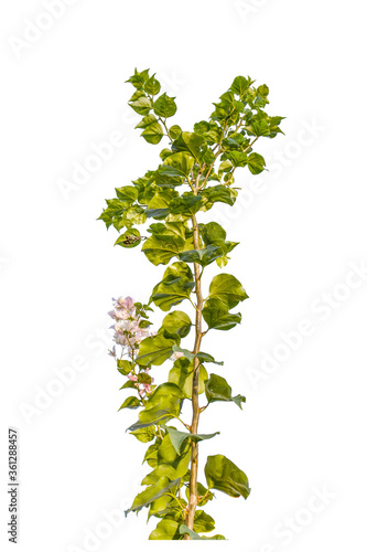 Twigs with green leaves isolated on a white background