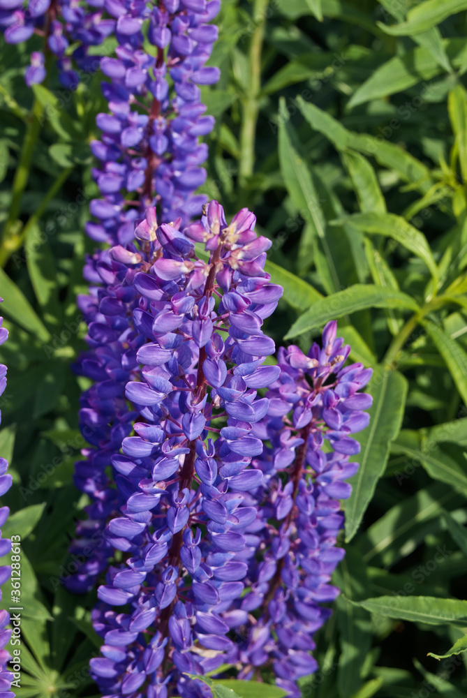 Large-leaved Lupine (Lupinus polyphyllus) in meadow Large-leaved Lupine (Lupinus polyphyllus) in meadow