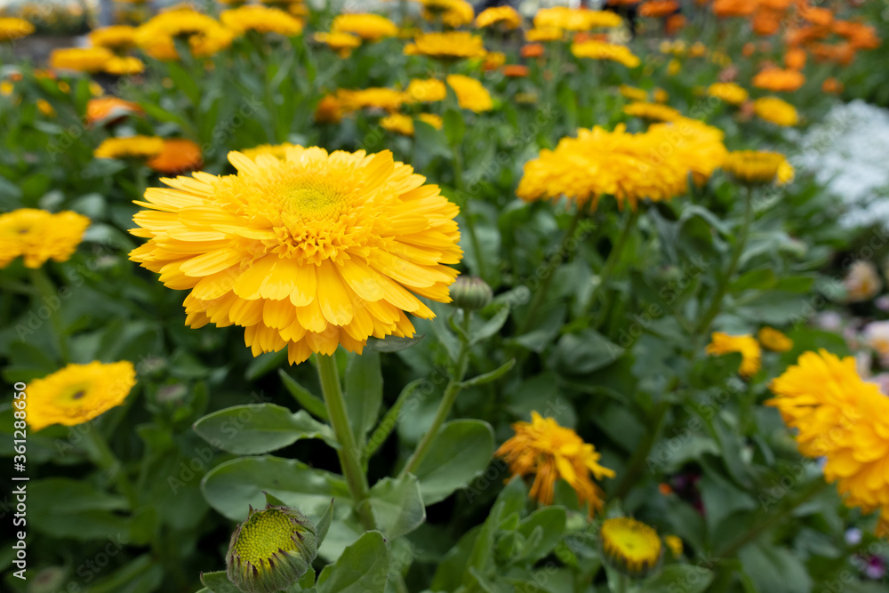 黄色い花 Yellow Flower 黄色い花 Yellow Flower