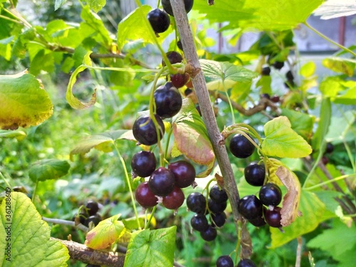 
Currant - berry