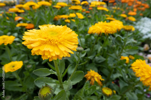                Yellow Flower