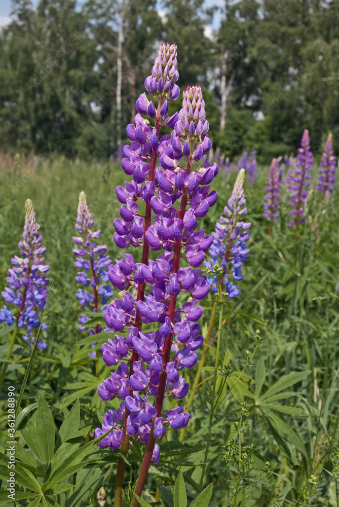 Fototapeta premium Large-leaved Lupine (Lupinus polyphyllus) in meadow