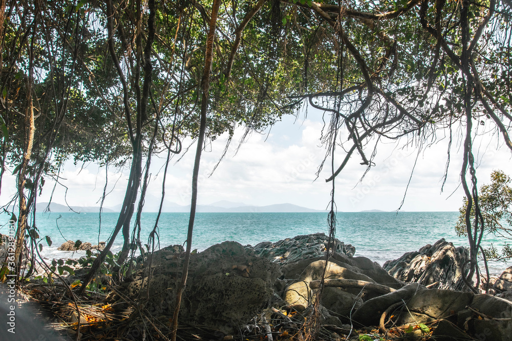 Flying Roots and Ocean