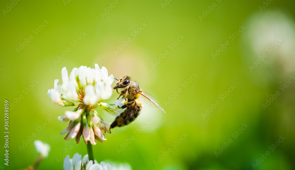 Close up of honey bee on the clover flower in the green field. Good for banner. Green background.