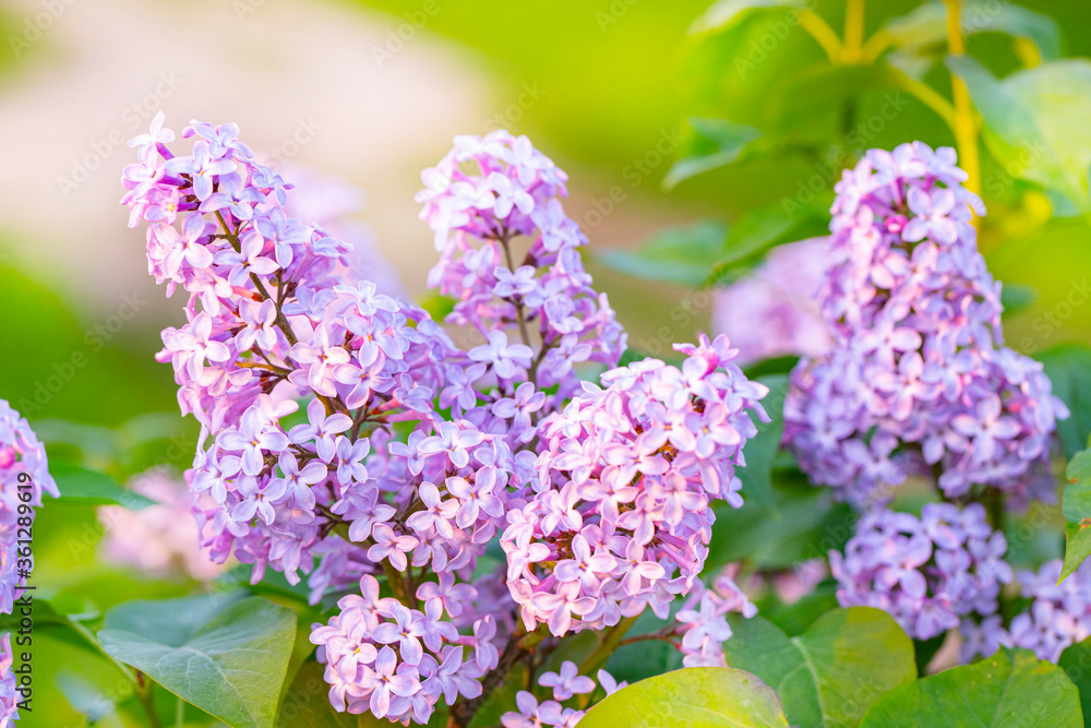 Lilac flowers spring blooming scene. Blossom lilac flowers in spring. Spring lilac flowers blooming. Spring lilac bush blooming Lilac flowers spring blooming scene. Blossom lilac flowers in spring. Spring lilac flowers blooming. Spring lilac bush blooming