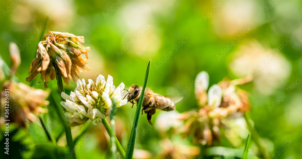Close up of honey bee flying on the clover flower in the green field. Good for banner. Green background. Close up of honey bee flying on the clover flower in the green field. Good for banner. Green background.