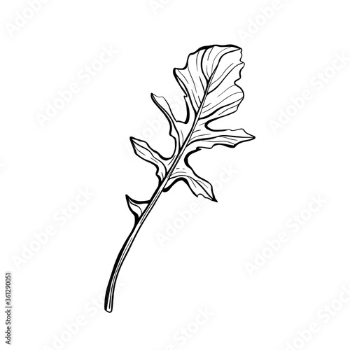 Arugula isolated on a white background. Rucolla-fragrant, delicious greens.Italian herbs. Vector illustration 