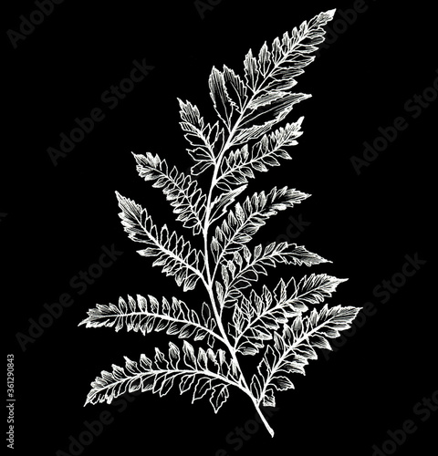 fern branch in white chalk on black, white lines on a black background, linear hand drawing, monochrome drawing for printing on fabric and paper.