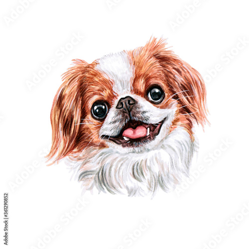 Fotografie Watercolor illustration of a funny dog