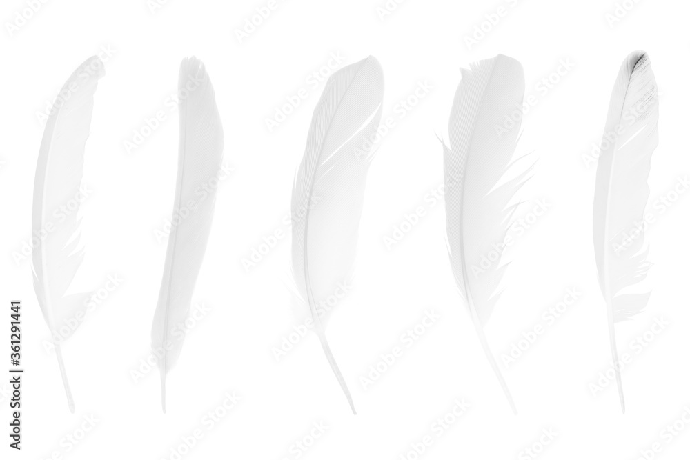 Beautiful collection sketching white feather isolated on white background Beautiful collection sketching white feather isolated on white background