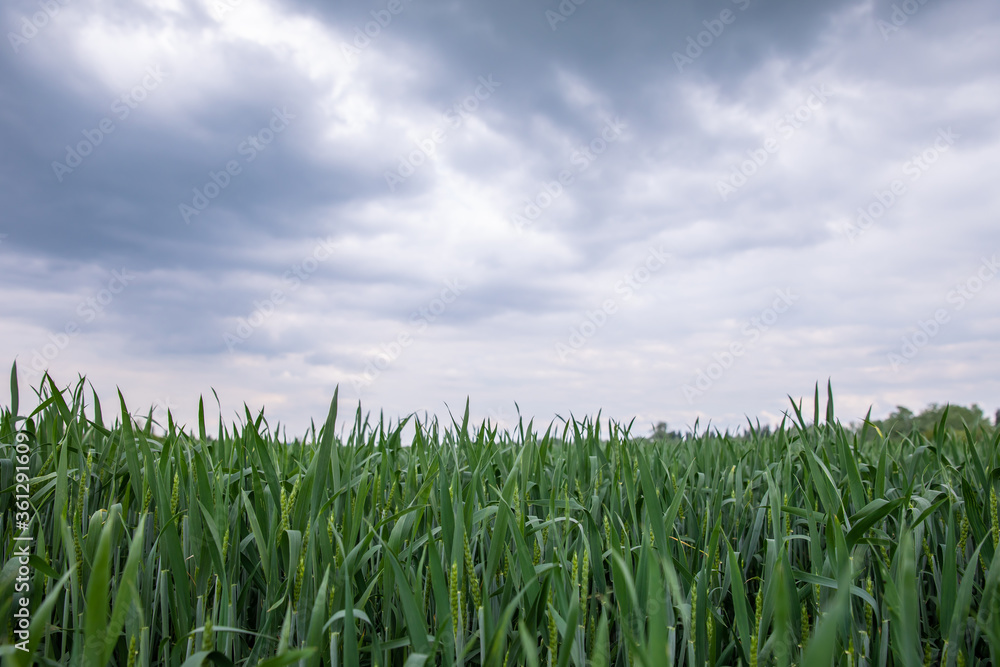 Stormy landscape view before the rain. wheat field in overcast rainy weather Stormy landscape view before the rain. wheat field in overcast rainy weather