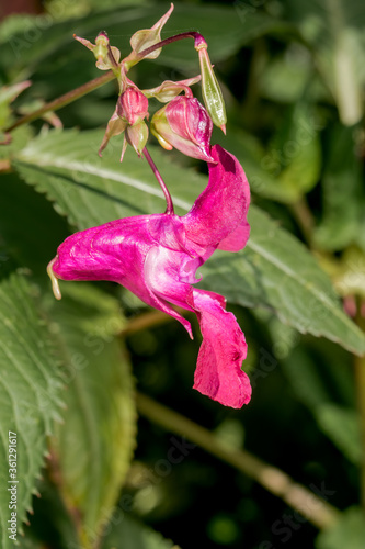 Policeman's Helmet (Impatiens glandulifera) in wet meadow photo