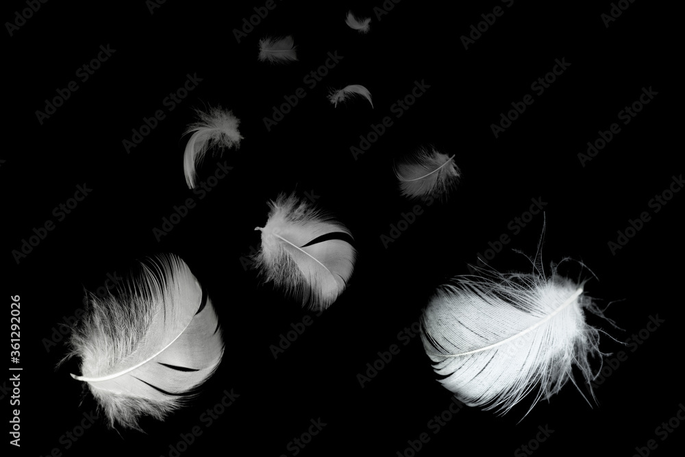 Naklejka Beautiful group white feather floating in air isolated on black background