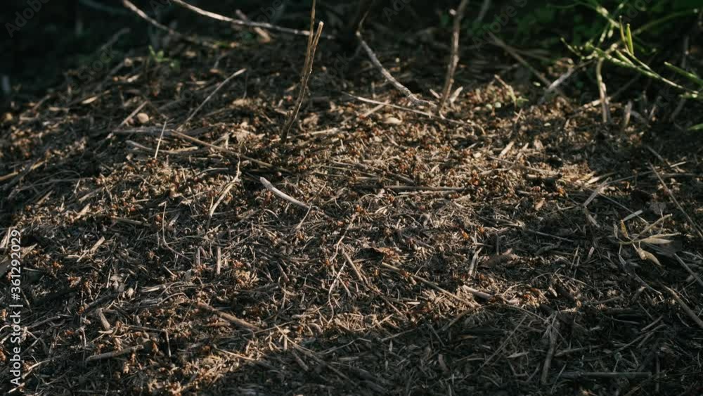 Colony or group of red ants working together on a mound full of dried plants, roots, grass and seeds, an image that illustrates teamwork. 4k HD video footage. Colony or group of red ants working together on a mound full of dried plants, roots, grass and seeds, an image that illustrates teamwork. 4k HD video footage.