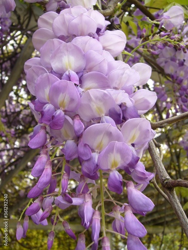 Low angle shot of a Chinese Wisteria under the sunlight photo