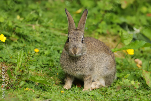 Wild Rabbit (Oryctolagus cuniculus) in a field.