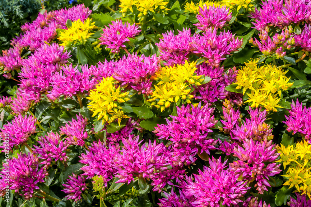 Caucasian Stonecrop (Sedum spurium) in garden Caucasian Stonecrop (Sedum spurium) in garden