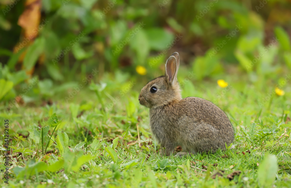 Wild Rabbit (Oryctolagus cuniculus) in a field. Wild Rabbit (Oryctolagus cuniculus) in a field.