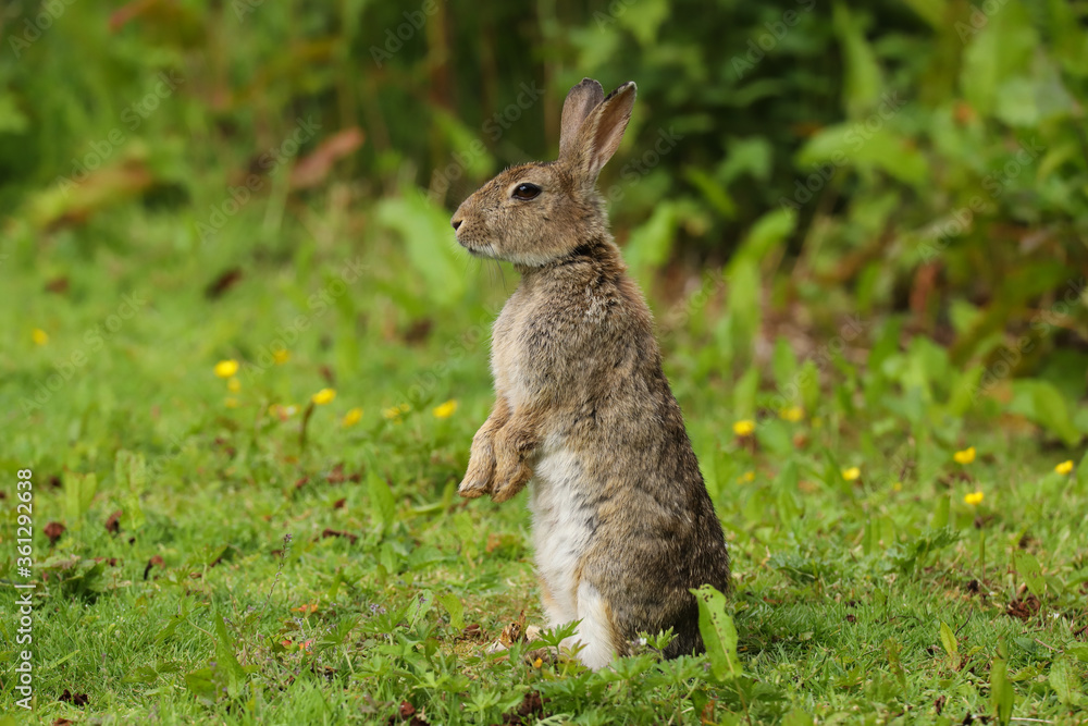 Wild Rabbit (Oryctolagus cuniculus) in a field. Wild Rabbit (Oryctolagus cuniculus) in a field.