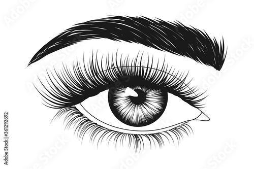 Hand-drawn woman's eye with eyebrow and long eyelashes. Fashion illustration. Vector EPS 10.