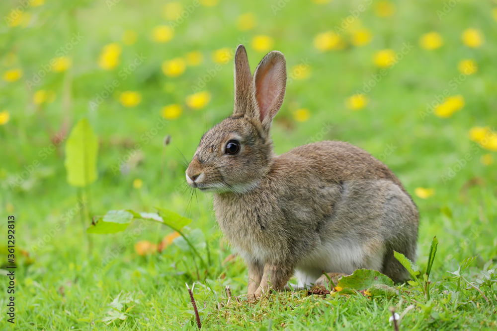 Wild Rabbit (Oryctolagus cuniculus) in a field.