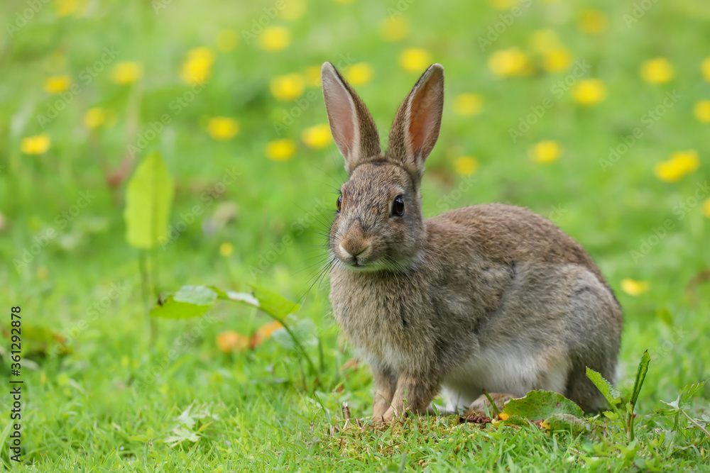 Fototapeta premium Wild Rabbit (Oryctolagus cuniculus) in a field.