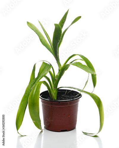 Houseplant, yucca, dracena steudneri stemm potted plant isolated on white photo